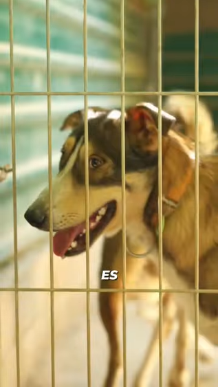 Proyecto de Ley de Protección y Apoyo a los Defensores de la Vida Animal
